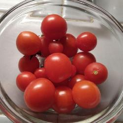 Location: Eagle Bay, New York
Date: 1 Feb 2023
Micro Dwarf Tomato (Solanum lycopersicum 'Baby'), ripe toms .5 to