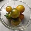 Micro Dwarf Tomato (Solanum lycopersicum 'Fat Frog') ripe toms, 1