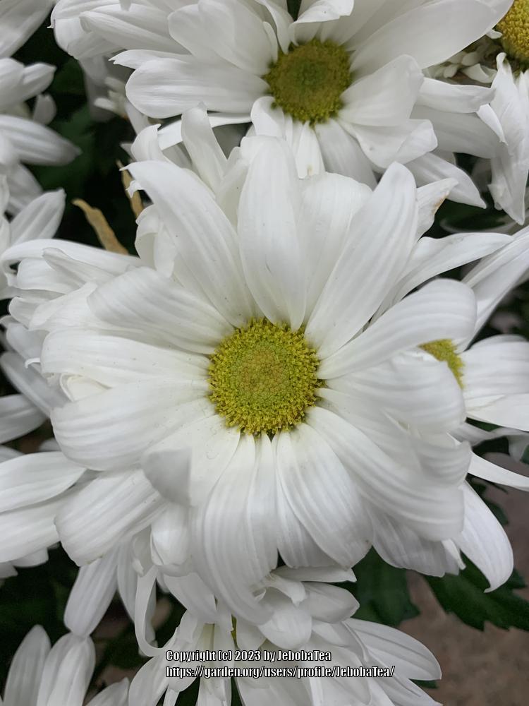 Photo of Chrysanthemum uploaded by JebobaTea