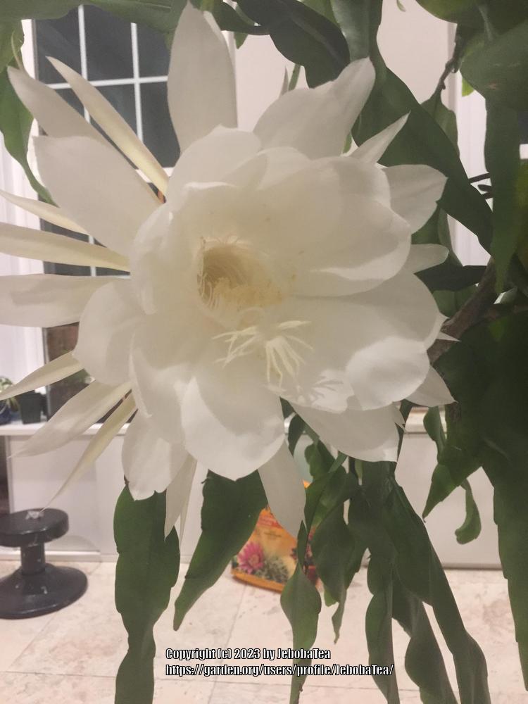 Photo of Queen of the Night (Epiphyllum oxypetalum) uploaded by JebobaTea
