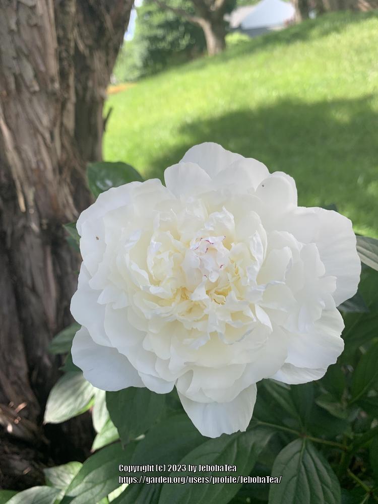 Photo of Peony (Paeonia lactiflora 'Shirley Temple') uploaded by JebobaTea