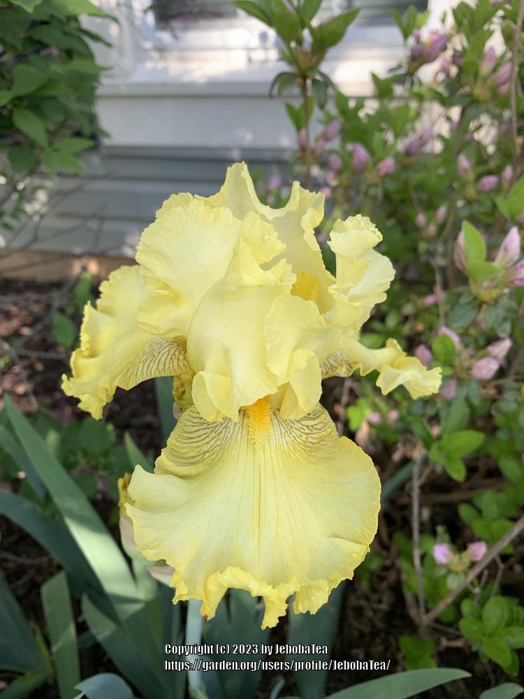 Photo of Tall Bearded Iris (Iris 'Again and Again') uploaded by JebobaTea