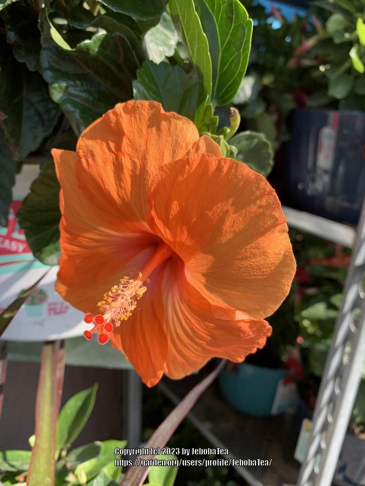 Photo of Hibiscus uploaded by JebobaTea