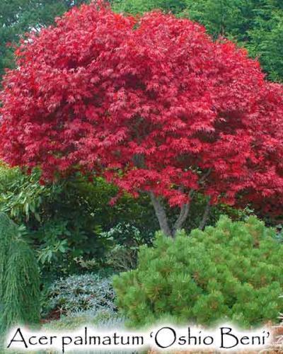 Photo of Japanese Maple (Acer palmatum var. amoenum 'Oshio Beni') uploaded by Joy