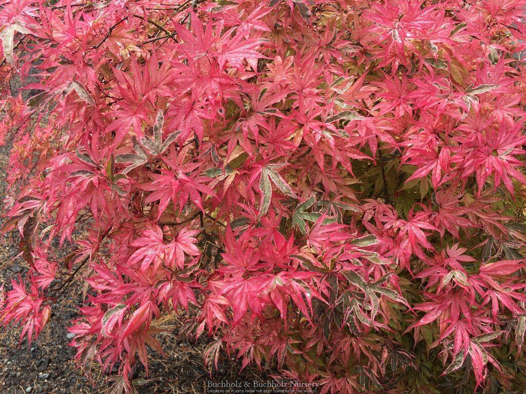 Photo of Japanese Maple (Acer palmatum 'Geisha Gone Wild') uploaded by Joy