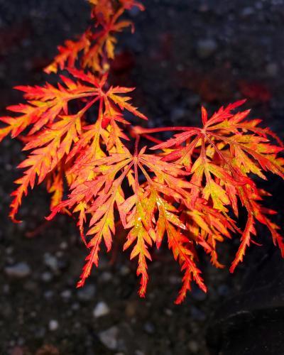 Photo of Cutleaf Japanese Maple (Acer palmatum 'Orangeola') uploaded by Joy