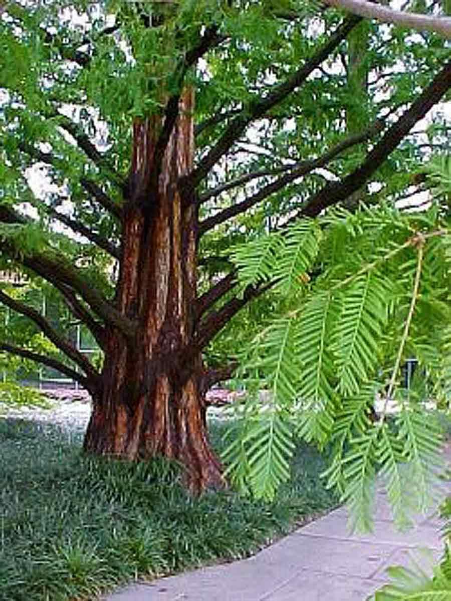 Photo of Dawn Redwood (Metasequoia glyptostroboides) uploaded by Joy
