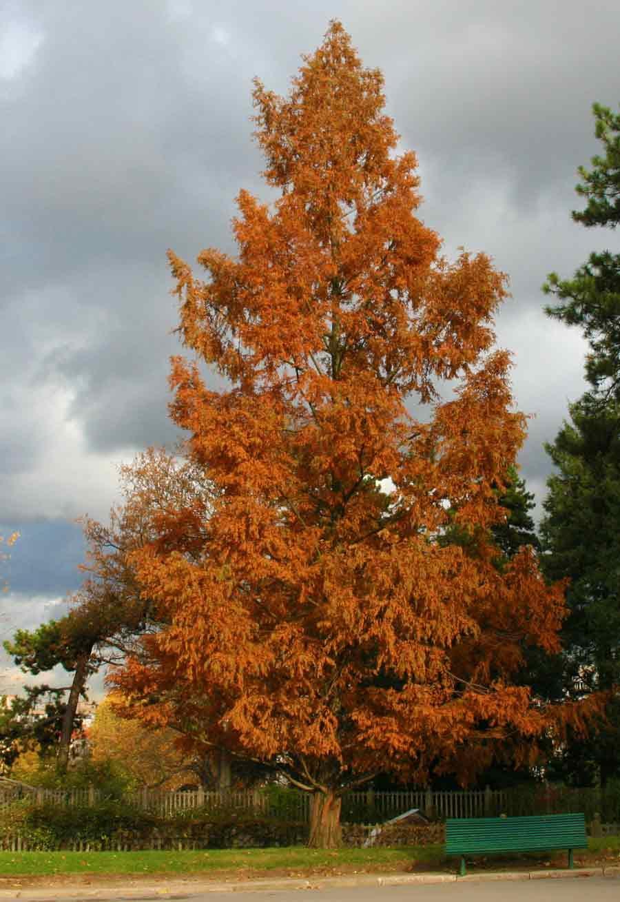 Photo of Dawn Redwood (Metasequoia glyptostroboides) uploaded by Joy
