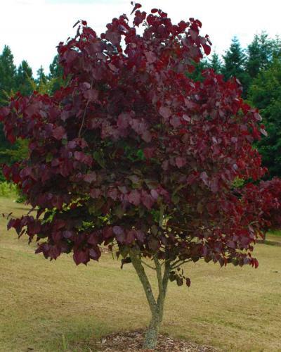 Photo of Eastern Redbud (Cercis canadensis 'Forest Pansy') uploaded by Joy