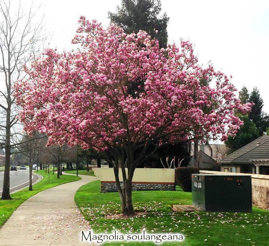 Photo of Saucer Magnolia (Magnolia x soulangeana) uploaded by Joy