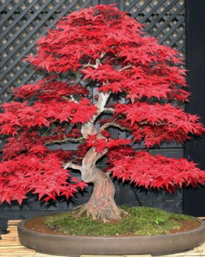 Photo of Japanese Maple (Acer palmatum 'Shin Deshojo') uploaded by Joy