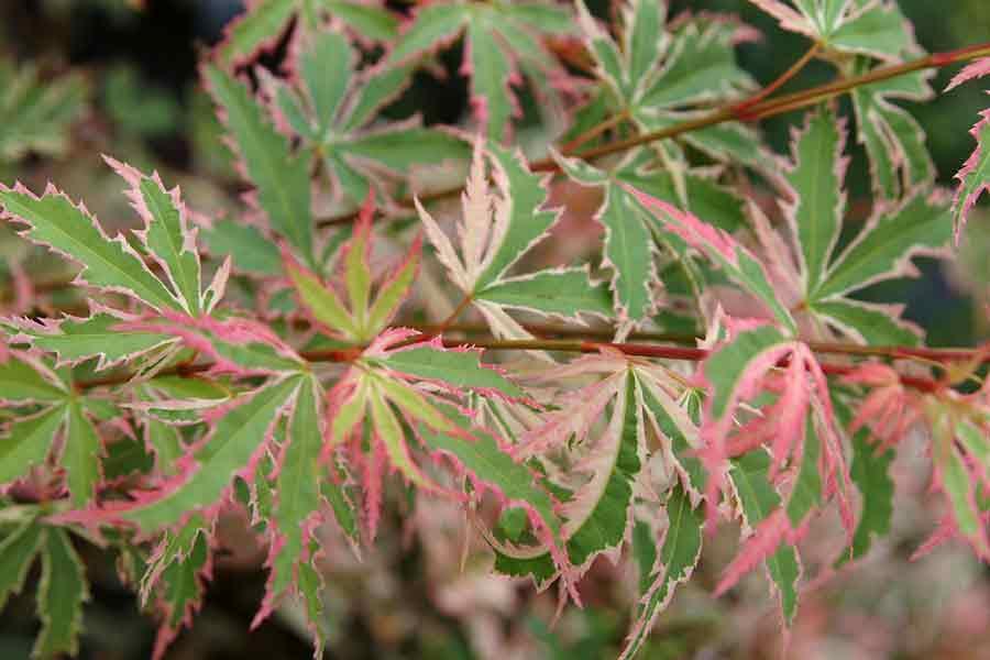 Photo of Japanese Maple (Acer palmatum 'Butterfly') uploaded by Joy