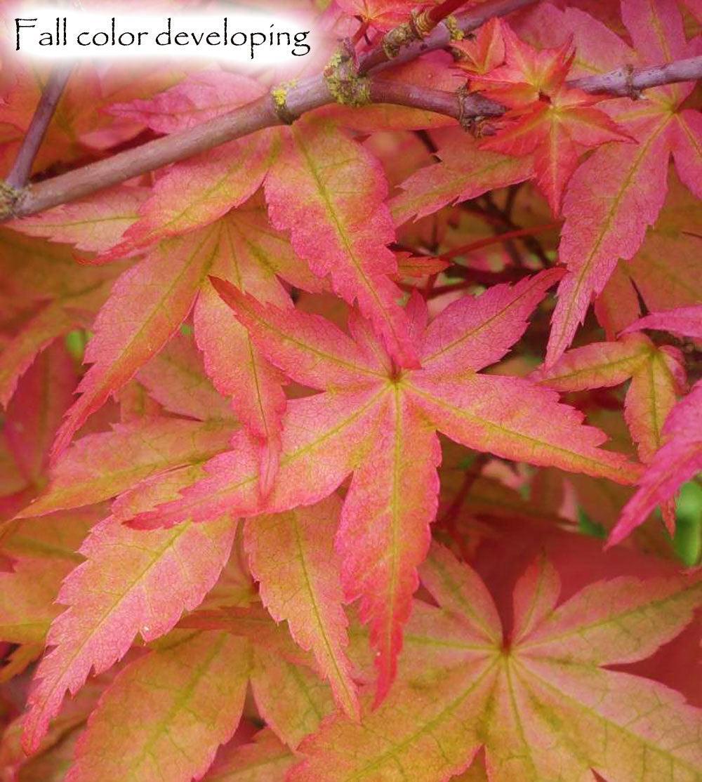 Photo of Japanese Maple (Acer palmatum 'Shin Deshojo') uploaded by Joy
