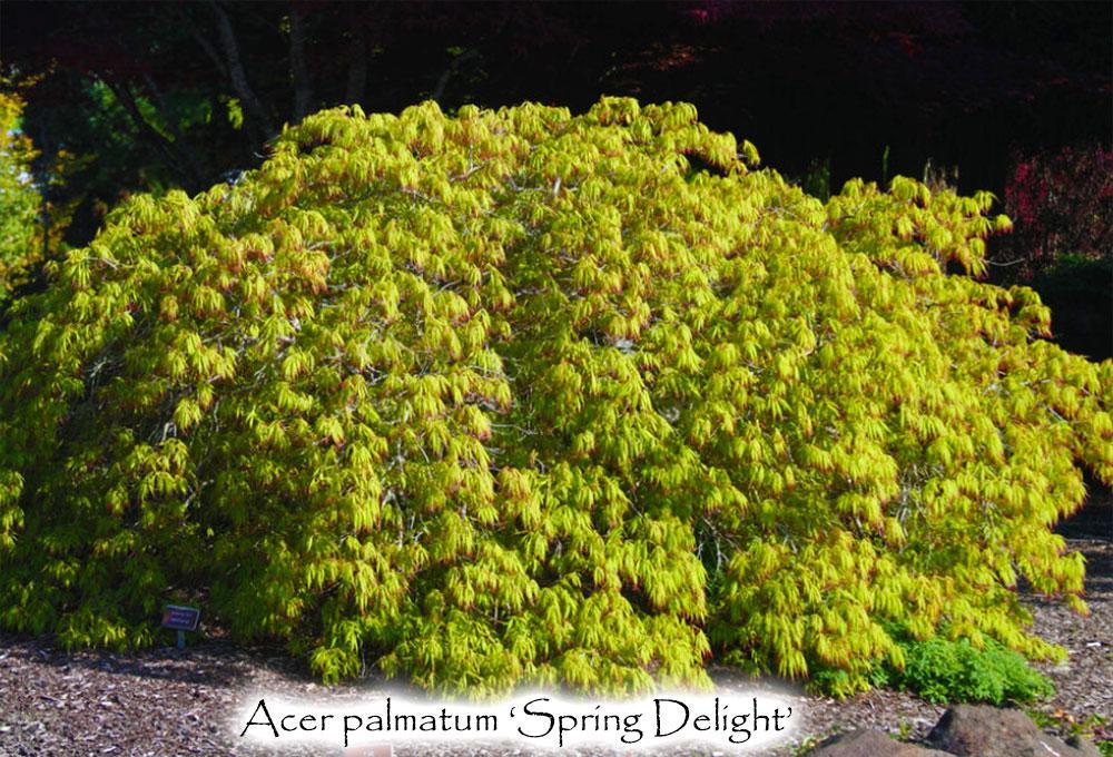 Photo of Japanese Maple (Acer palmatum 'Spring Delight') uploaded by Joy
