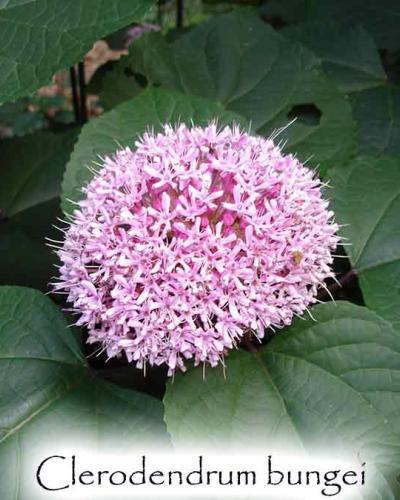 Photo of Cashmere Bouquet (Clerodendrum bungei) uploaded by Joy
