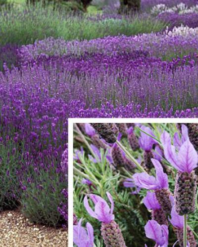 Photo of Spanish Lavender (US) (Lavandula stoechas 'Otto Quast') uploaded by Joy