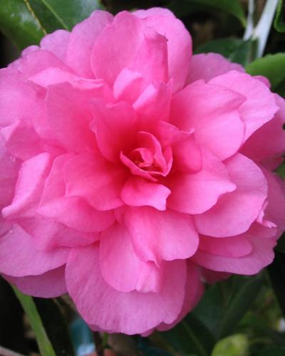 Photo of Camellia (Camellia sasanqua 'Chansonette') uploaded by Joy