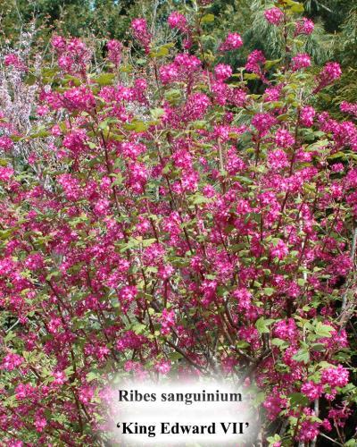 Photo of Redflower Currant (Ribes sanguineum 'King Edward VII') uploaded by Joy