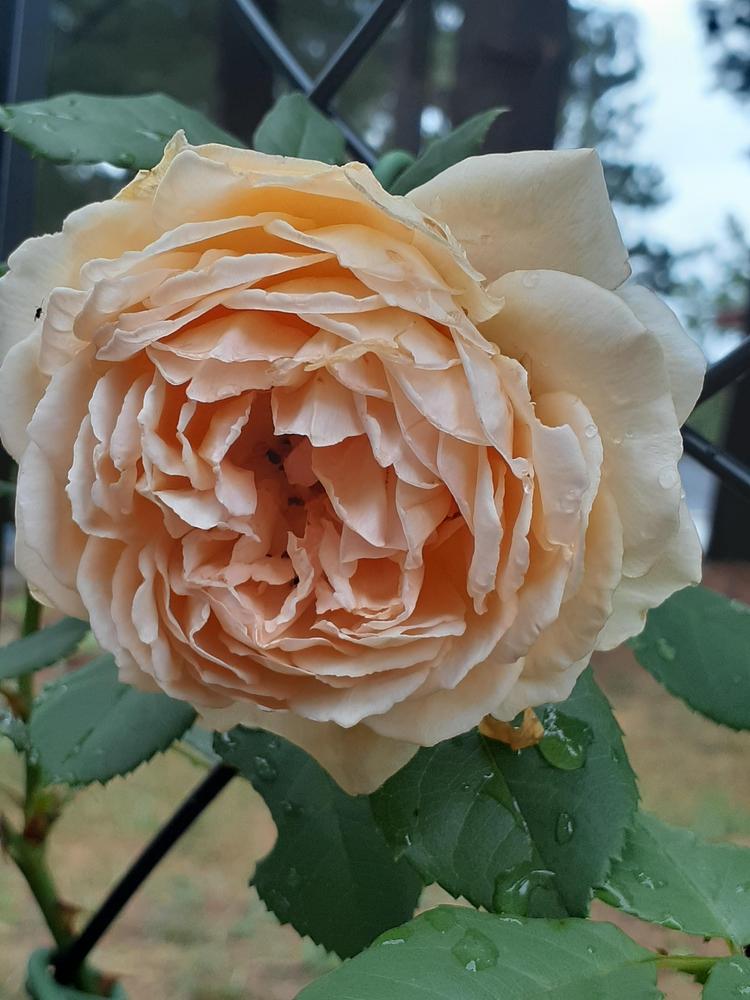 Photo of English Shrub Rose (Rosa 'Crown Princess Margareta') uploaded by MNdigger