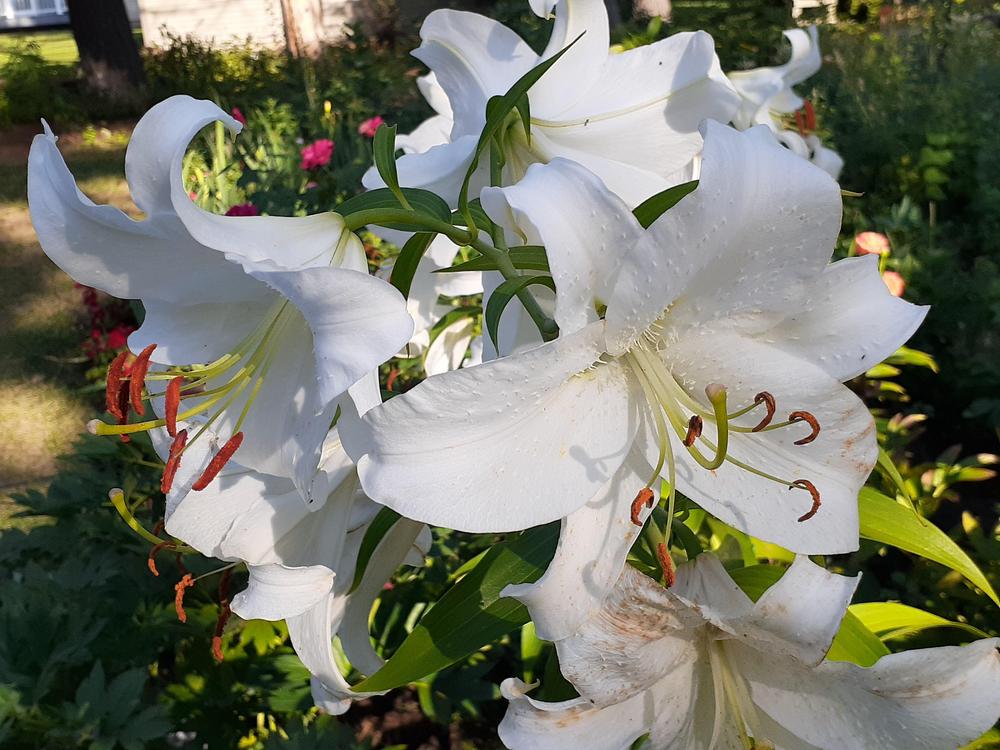 Photo of Oriental Lily (Lilium 'Casa Blanca') uploaded by MNdigger