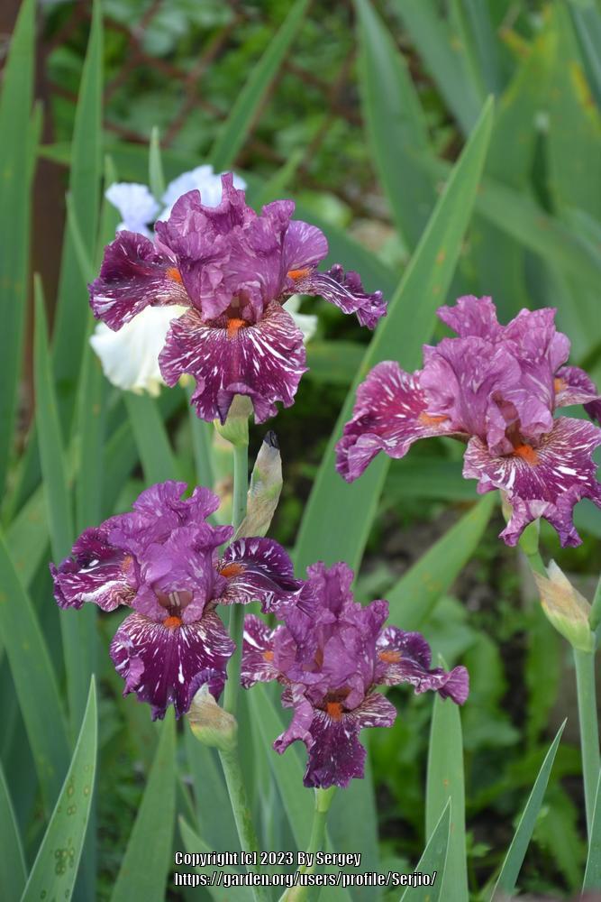 Photo of Tall Bearded Iris (Iris 'Peekaboo Zebu') uploaded by Serjio