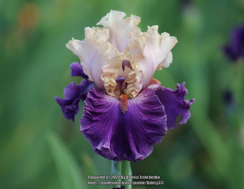 Photo of Tall Bearded Iris (Iris 'Puff the Magic') uploaded by Valery33