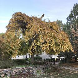 Location: Thanksgiving Point, Lehi, Utah, United States
Date: 2021-10-30
One of the weeping cultivars, likely 'Pendula'.