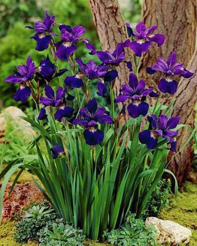 Photo of Siberian Iris (Iris 'Teal Velvet') uploaded by Joy