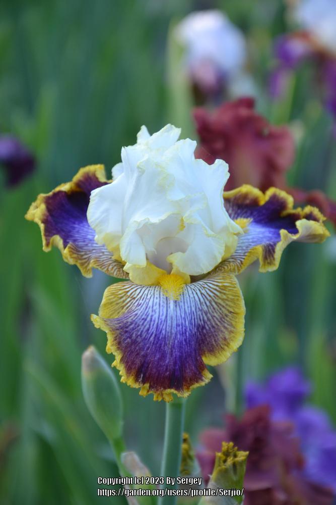 Photo of Tall Bearded Iris (Iris 'Patchwork Puzzle') uploaded by Serjio