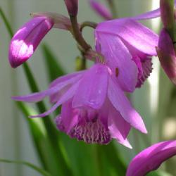 Location: In my garden in Oklahoma City, OK
Date: 2004-02-05
Bletilla striata [Chinese Ground Orchid]