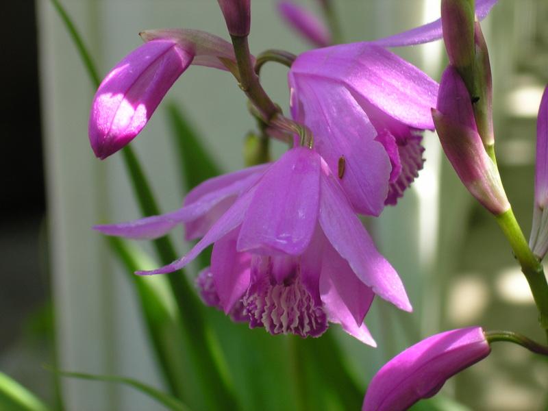 Photo of Chinese Ground Orchid (Bletilla striata) uploaded by jathton