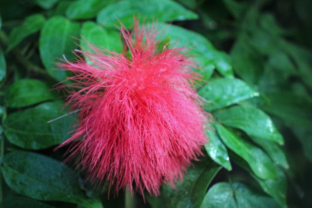 Photo of Red Powder Puff (Calliandra haematocephala) uploaded by RuuddeBlock