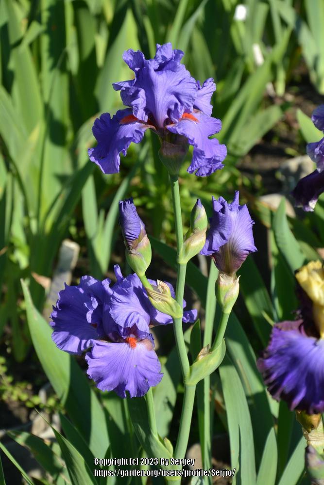 Photo of Tall Bearded Iris (Iris 'Pacific Fire') uploaded by Serjio
