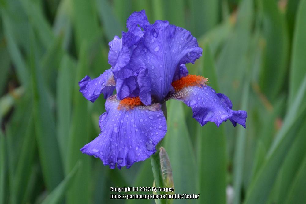Photo of Tall Bearded Iris (Iris 'Pacific Fire') uploaded by Serjio