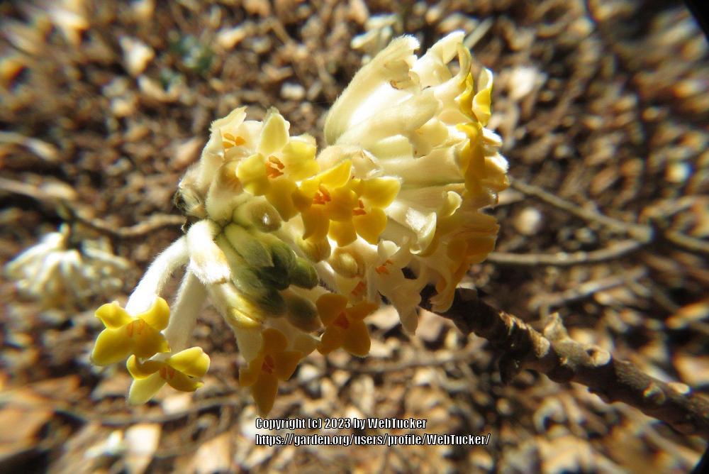 Photo of Oriental Paperbush (Edgeworthia chrysantha) uploaded by WebTucker