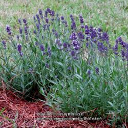 Location: Aberdeen, NC (my garden 2022)
Date: May 2, 2022
Lavender #32 nn, LHB p. 859, 176-5, "Greek 'lavos', to wash refer