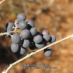Location: Southern Pines, NC
Date: February 6, 2023
Chinese privet #152, RAB page 831, 153-5-4. AG page 337, 65-4, "C