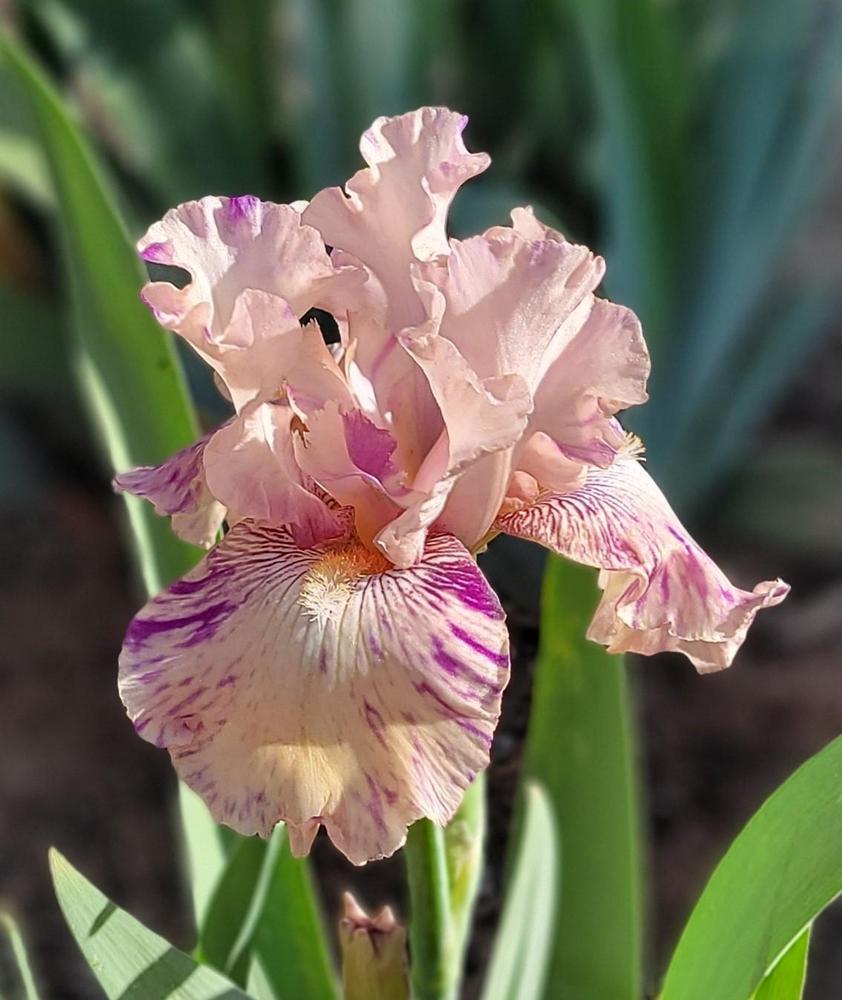 Photo of Border Bearded Iris (Iris 'Raspberry Silk') uploaded by Bitoftrouble