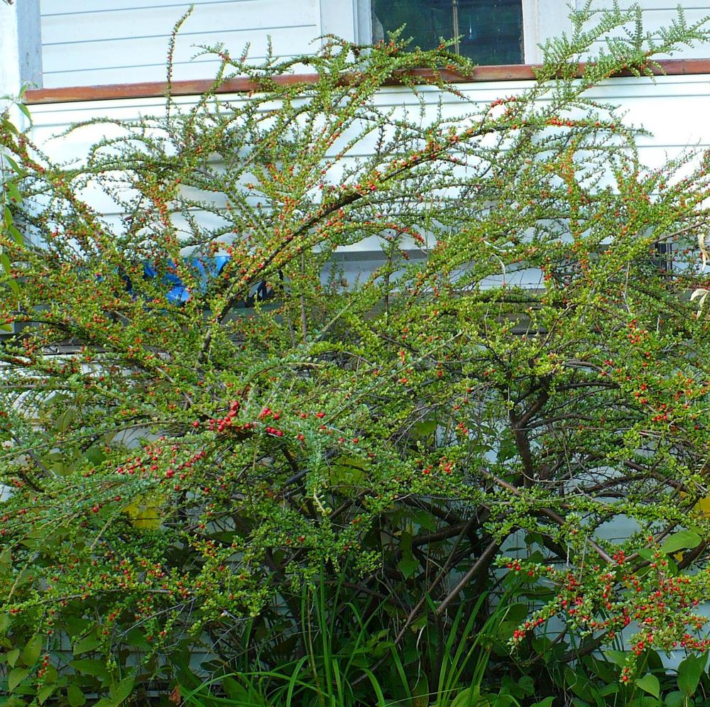 Photo of Rock Cotoneaster (Cotoneaster horizontalis) uploaded by HemNorth