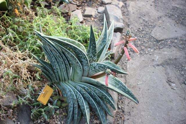 Photo of Partridge Breast Aloe (Gonialoe variegata) uploaded by RuuddeBlock