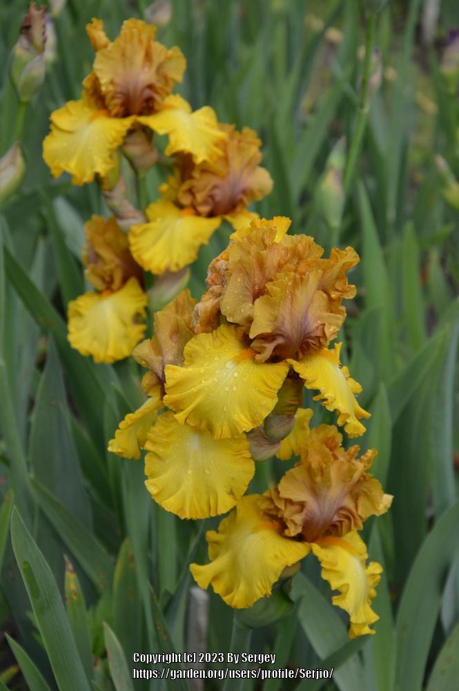 Photo of Tall Bearded Iris (Iris 'Nouveau Riche') uploaded by Serjio