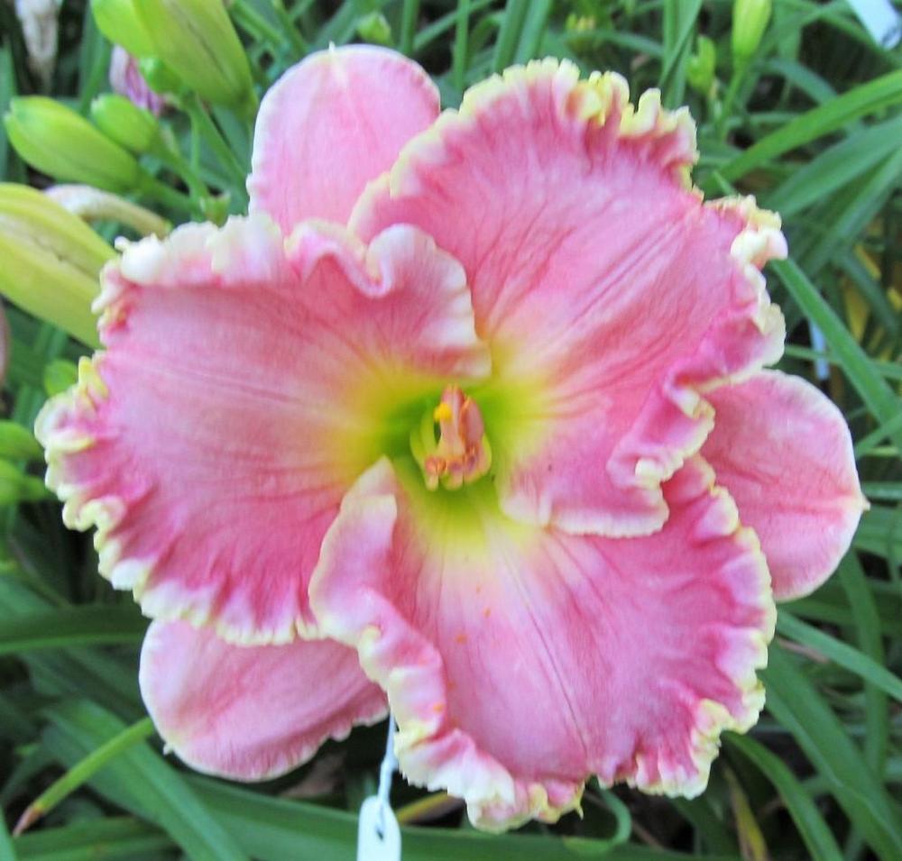 Photo of Daylily (Hemerocallis 'Shores of Time') uploaded by Sscape