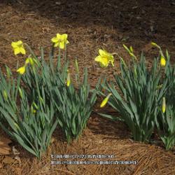 Location: Southern Pines, NC (Boyd House garden)
Date: February 9, 2023
Daffodil #163 nn; LHB p. 258, 35-31-2, Name from classical Greek 