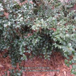 Location: Southern Pines, NC (Sandhurst Park)
Date: February 8, 2023
Japanese privet #161 nn, RAB page 831, 153-5-2. AG page 337, 65-4