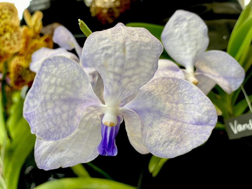 Photo of Blue Orchid (Vanda coerulea) uploaded by csandt