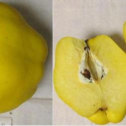 Location: indoors Toronto, Ontario
Date: 2023-02-04
Quince (Cydonia oblonga) fruit and seeds.