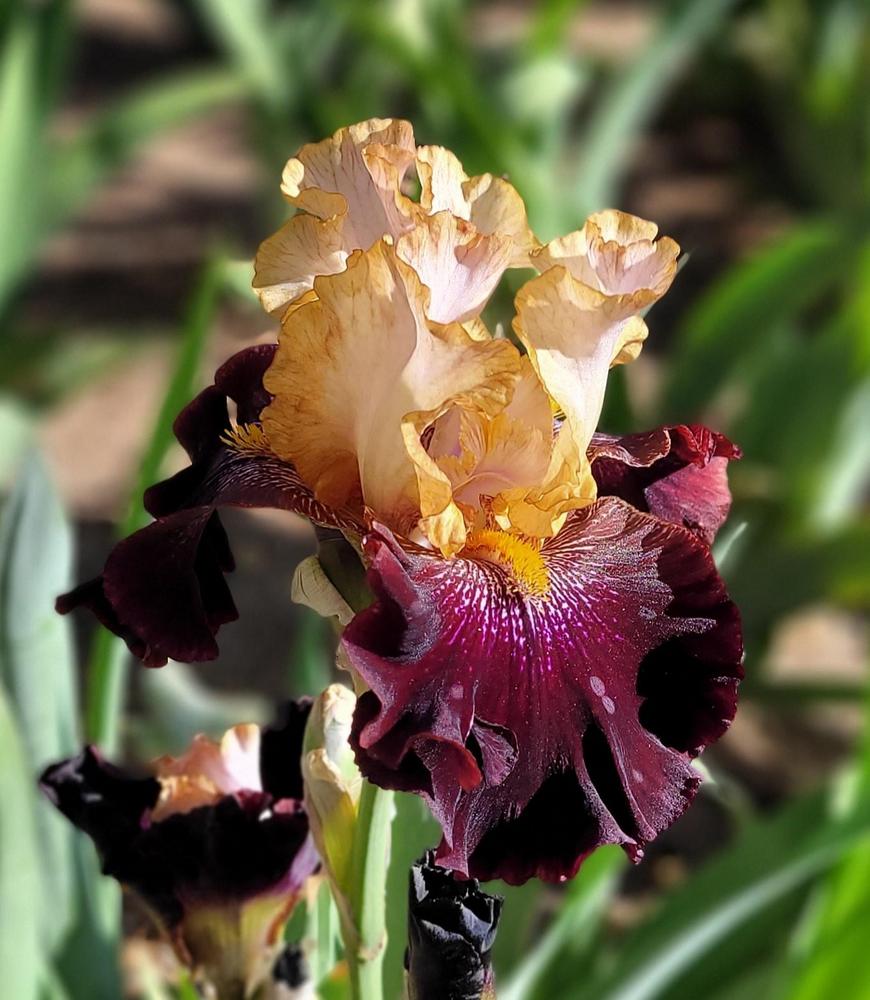 Photo of Tall Bearded Iris (Iris 'Rum and Coke') uploaded by Bitoftrouble
