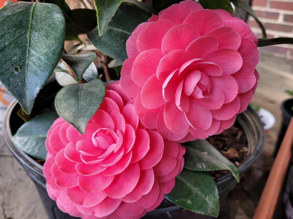 Photo of Common Camellia (Camellia japonica 'Jacks') uploaded by hamil10clem