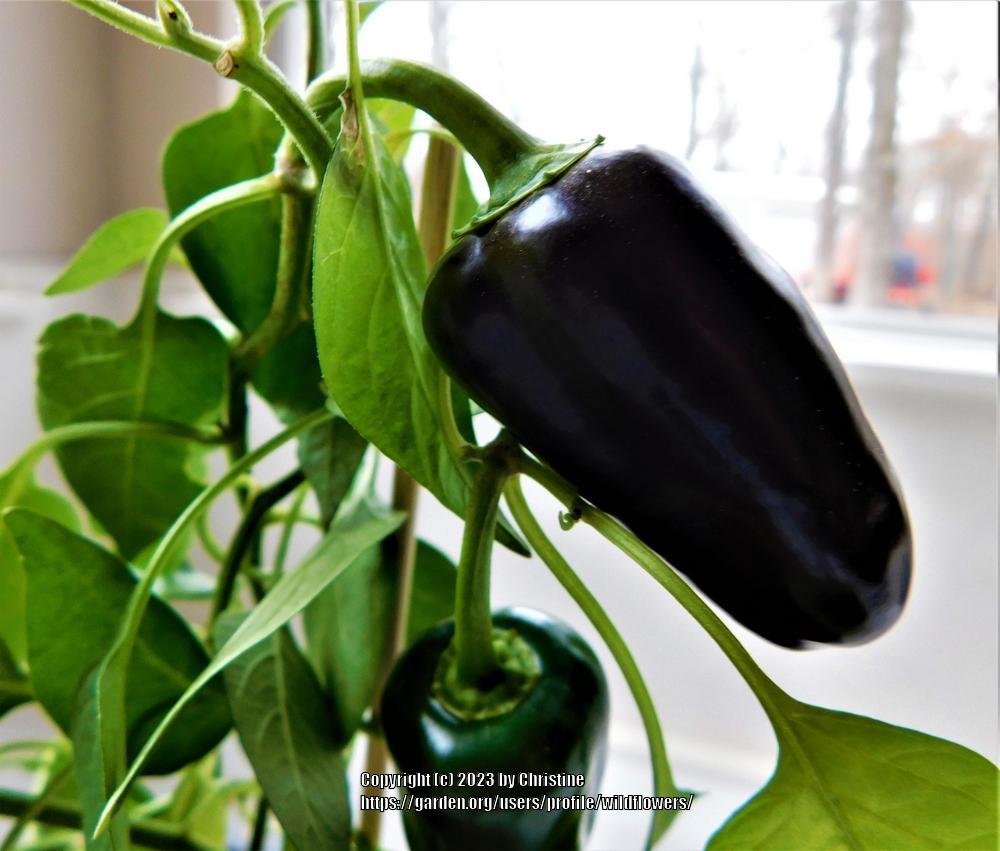 Photo of Hot Pepper (Capsicum annuum 'Black Jalapeno') uploaded by wildflowers