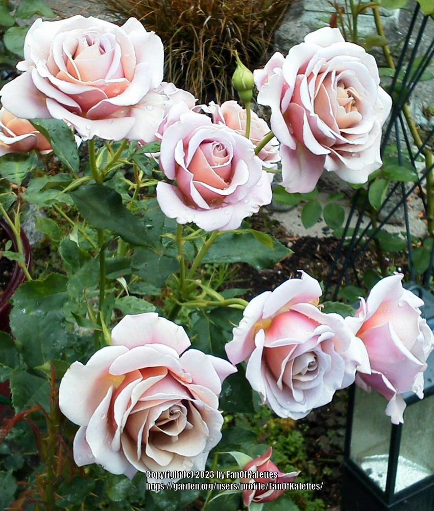 Photo of Rose (Rosa 'Koko Loko') uploaded by FanOfKalettes